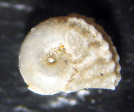 Herradura 32m (Giovanile 6/2332)