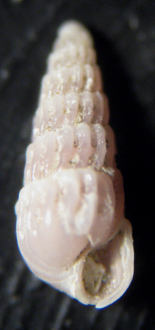 Herradura 32m (Pyramidellidae 7/2332)