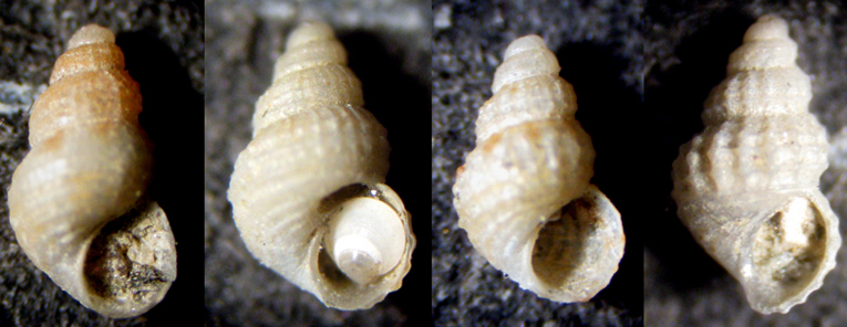 Herradura 32m (Alvania 12-2339/42)