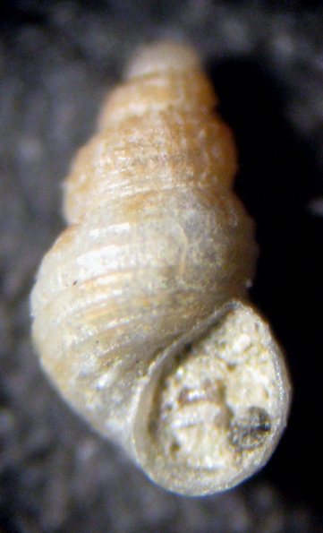 Herradura 32m (Alvania 12-2339/42)
