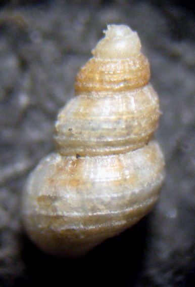 Herradura 32m (Alvania 12-2339/42)