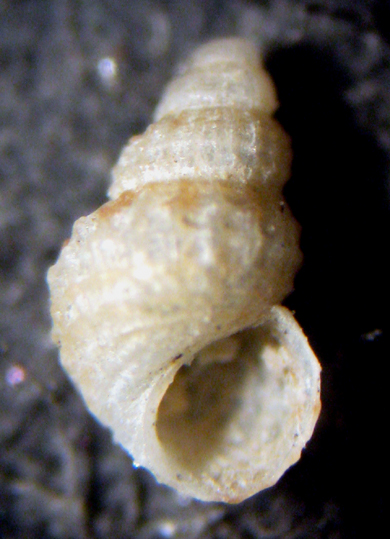 Herradura 32m (Alvania 12-2339/42)