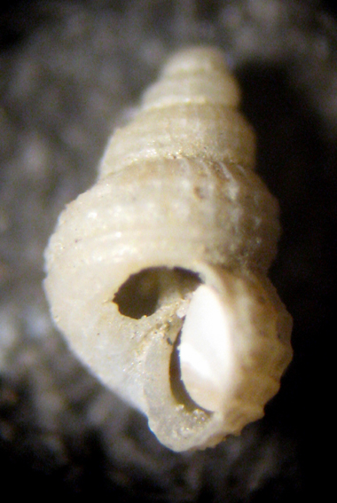 Herradura 32m (Alvania 12-2339/42)