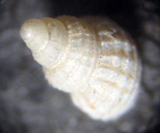 Herradura 32m (Alvania 12-2339/42)