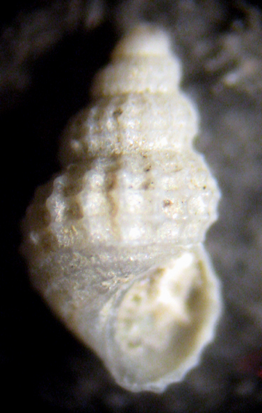 Herradura 32m (Alvania 12-2339/42)