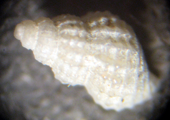 Herradura 32m (Alvania 12-2339/42)