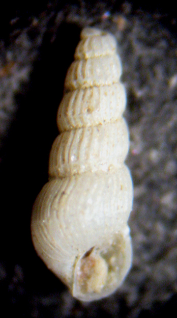 Herradura 32m (Chrysallida 25/31-2380/9)