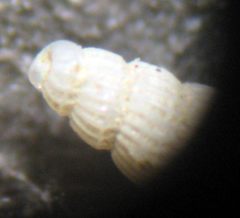 Herradura 32m (Chrysallida 25/31-2380/9)