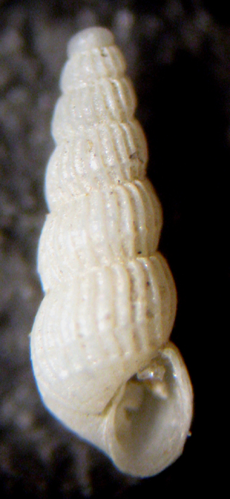 Herradura 32m (Chrysallida 25/31-2380/9)