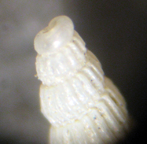 Herradura 32m (Chrysallida 25/31-2380/9)