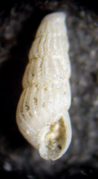 Herradura 32m (Chrysallida 25/31-2380/9)
