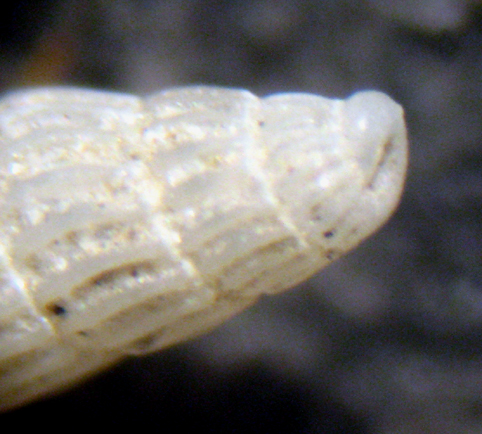 Herradura 32m (Chrysallida 25/31-2380/9)