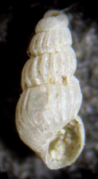Herradura 32m (Chrysallida 25/31-2380/9)