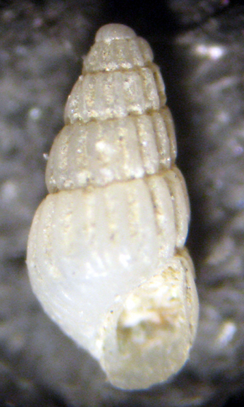 Herradura 32m (Chrysallida 25/31-2380/9)