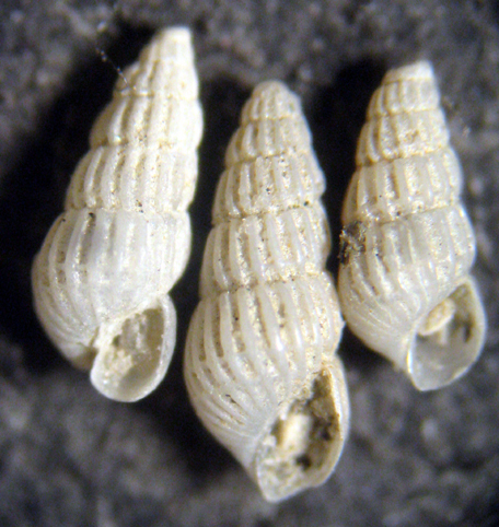 Herradura 32m (Chrysallida 25/31-2380/9)