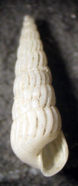 Herradura 32m (Turbonilla 32-2390)