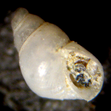 Herradura 32m (Odostomia 34/6-2393/7)