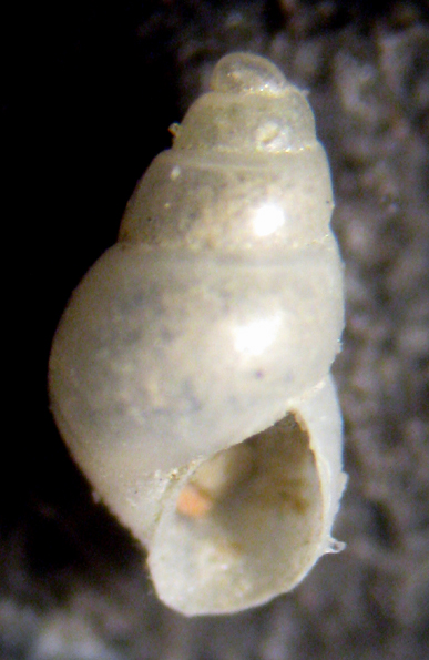 Herradura 32m (Odostomia 34/6-2393/7)