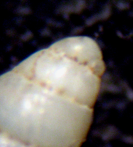 Herradura 32m (Odostomia 34/6-2393/7)