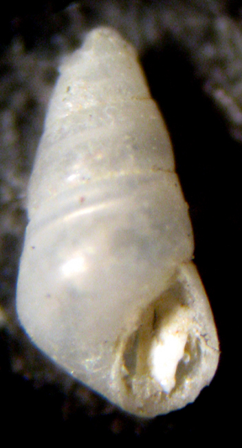 Herradura 32m (Odostomia 34/6-2393/7)