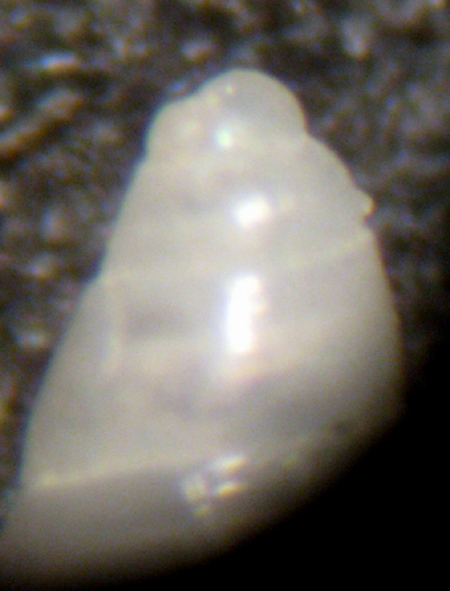 Herradura 32m (Odostomia 34/6-2393/7)