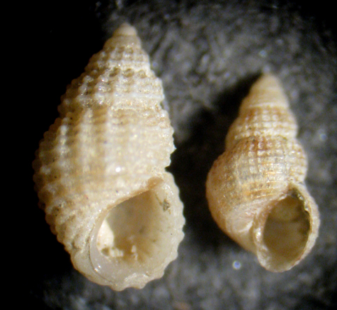 Herradura 32m (Alvania 39-2398/400)