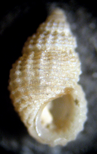 Herradura 32m (Alvania 39-2398/400)
