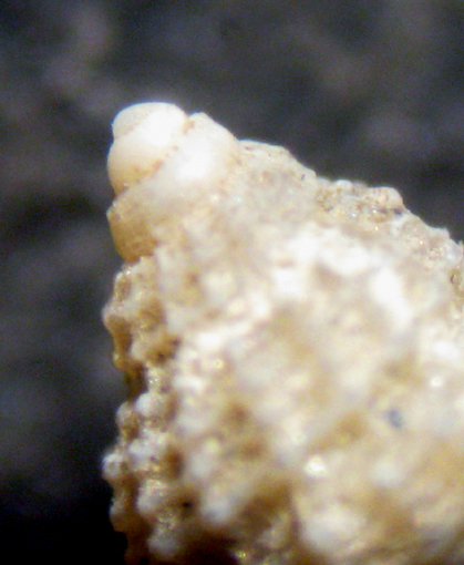 Herradura 32m (Alvania 39-2398/400)