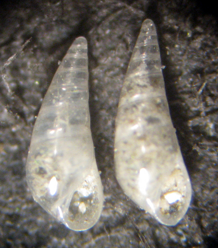 Herradura 32m (Vitreolina 41/2-2408)