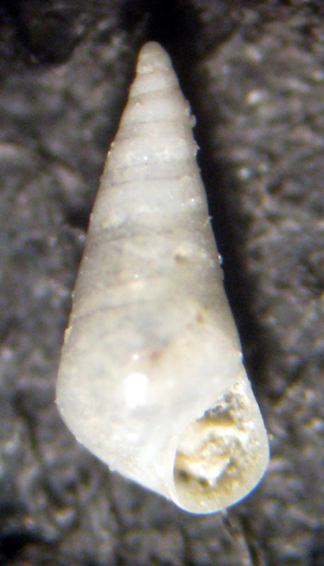 Herradura 32m (Melanella 43-2411/2)