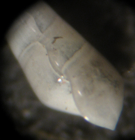 Herradura 32m (Melanella 43-2411/2)