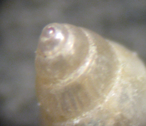 Herradura 32m (Pusillina e dintorni 48/58-2413/26)