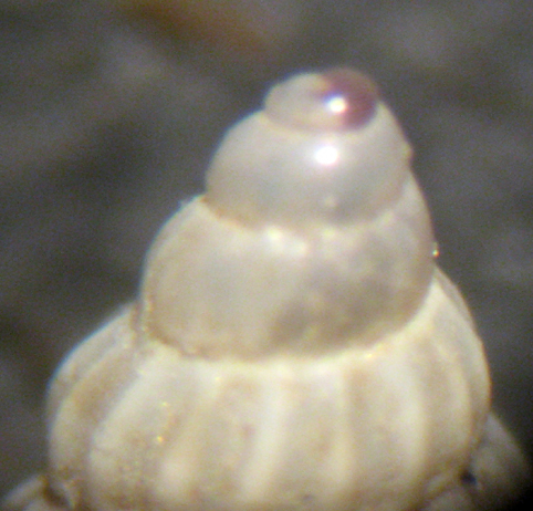 Herradura 32m (Pusillina e dintorni 48/58-2413/26)