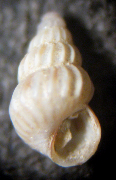 Herradura 32m (Pusillina e dintorni 48/58-2413/26)