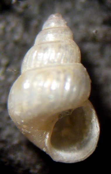 Herradura 32m (Pusillina e dintorni 48/58-2413/26)