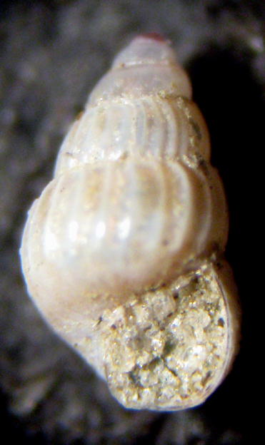 Herradura 32m (Pusillina e dintorni 48/58-2413/26)
