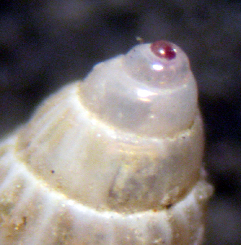 Herradura 32m (Pusillina e dintorni 48/58-2413/26)