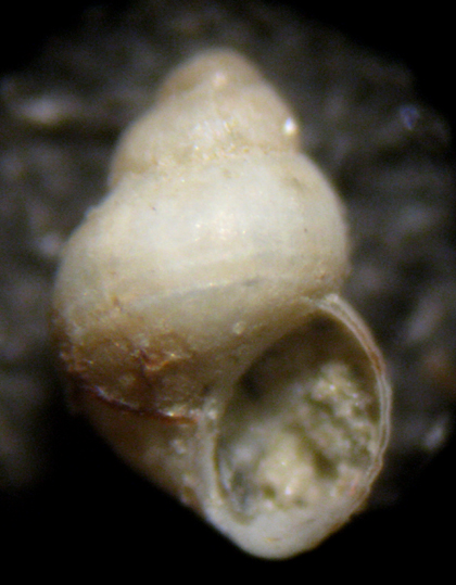 Herradura 32m (Pusillina e dintorni 48/58-2413/26)