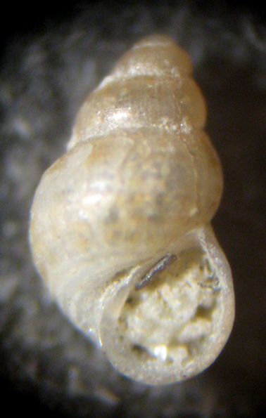 Herradura 32m (Pusillina e dintorni 48/58-2413/26)
