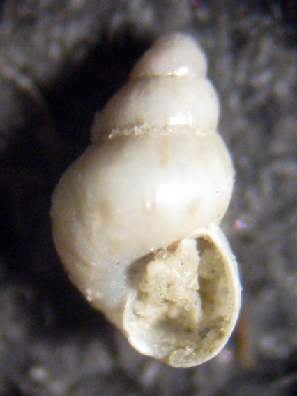 Herradura 32m (Pusillina e dintorni 48/58-2413/26)