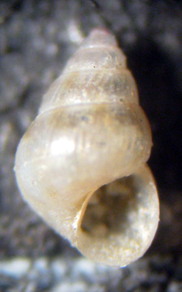 Herradura 32m (Pusillina e dintorni 48/58-2413/26)