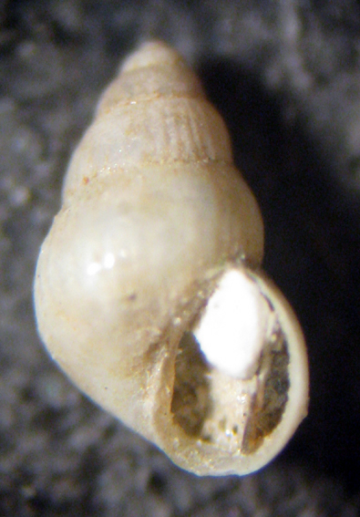 Herradura 32m (Pusillina e dintorni 48/58-2413/26)