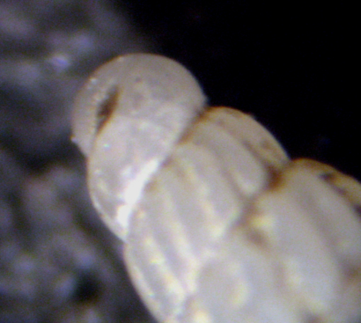 Herradura 32m (Turbonilla 32-2390)