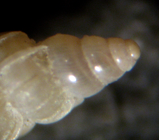 Herradura 32m (Epitonium 76-2439/40)