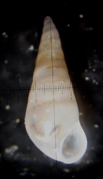 Ustica 8m (Melanella 11-2455)