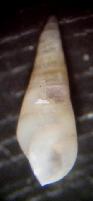 Ustica 8m (Melanella 11-2455)