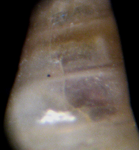 Ustica 8m (Melanella 11-2455)