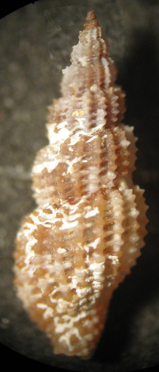 Linosa 20m (Raphitoma 17-2600/2)