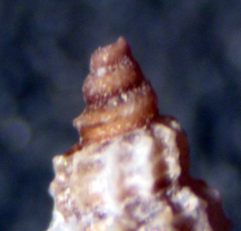 Linosa 20m (Raphitoma 17-2600/2)