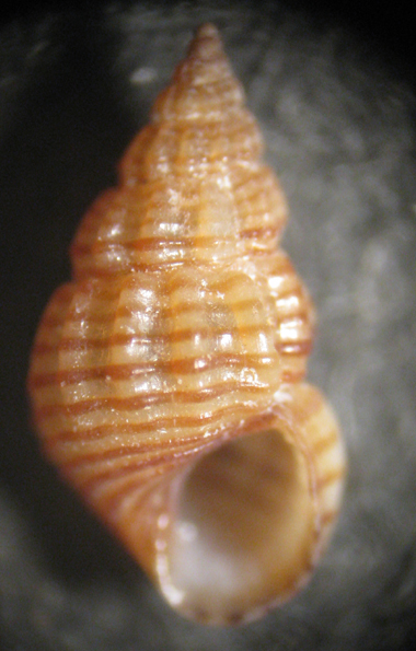 Immagini in libert